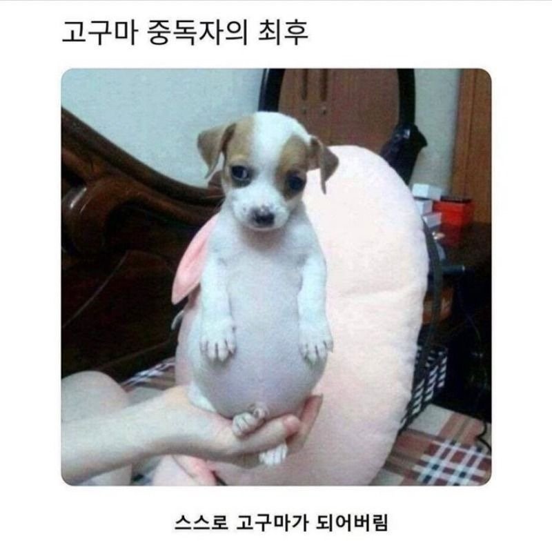 고구마.jpg